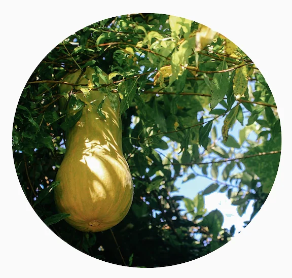 Grüner Daumen — Bild 8